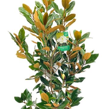 Magnolia grandiflora 'Little Gem'