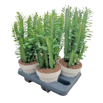 Euphorbia trigona