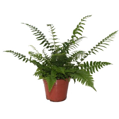 Polystichum munitum