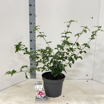 Hibiscus syriacus PURPLE PILLAR