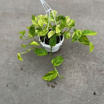 Epipremnum pinnatum 'Aureum'