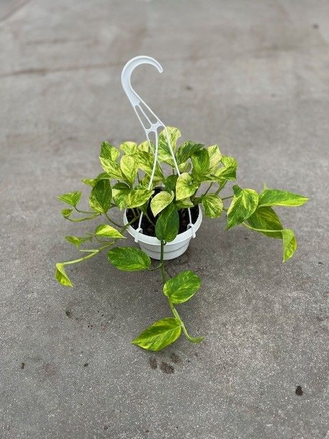 Epipremnum pinnatum 'Aureum'