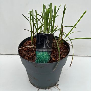 Miscanthus sinensis 'Стриктус'