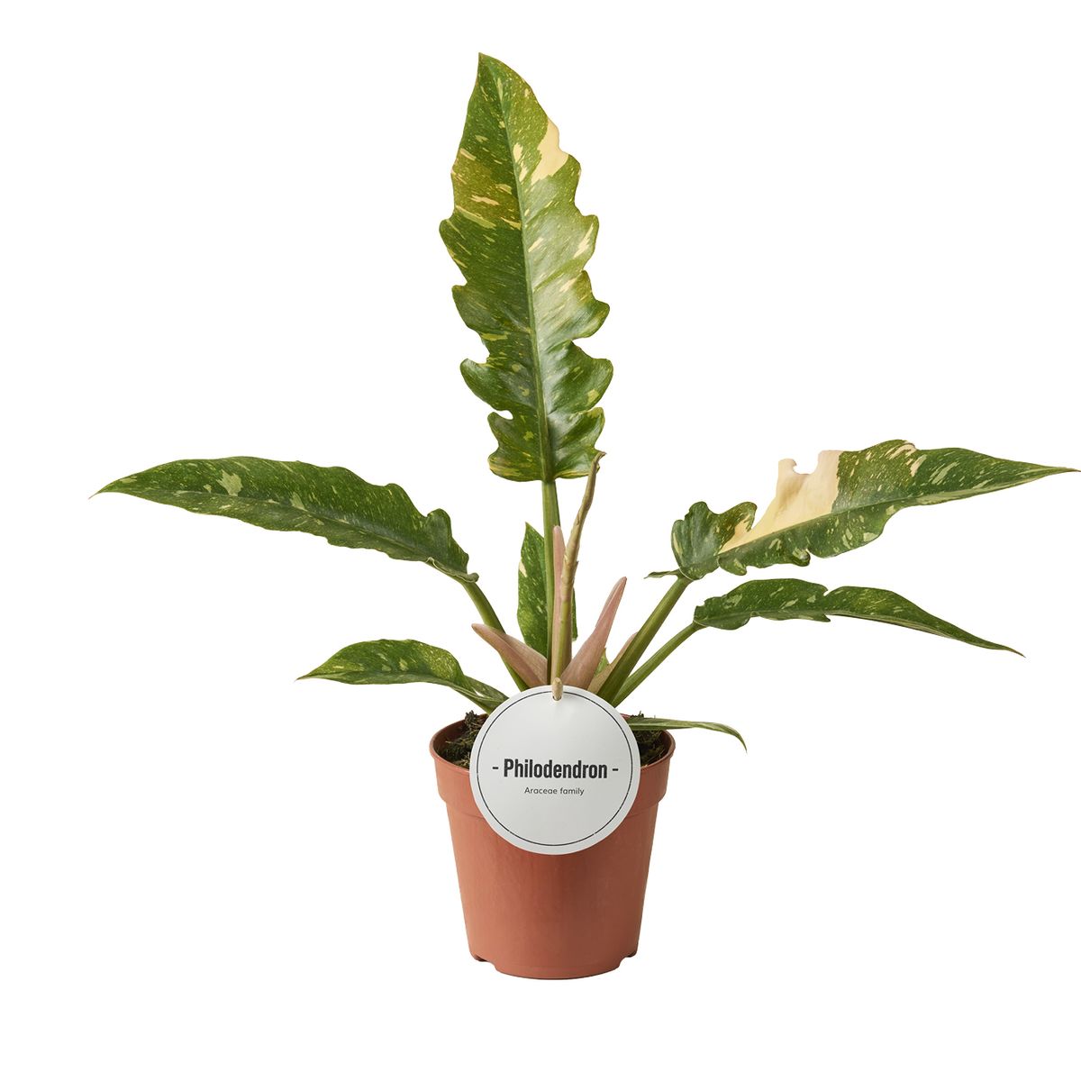 Philodendron 'Ring of Fire'  Plant Wholesale FlorAccess