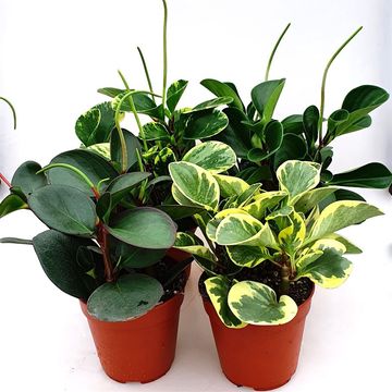 Peperomia MIX