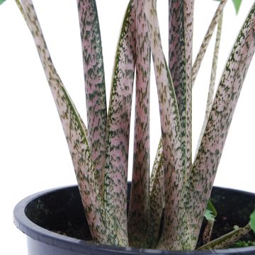 Alocasia brancifolia 'Pink Passion'