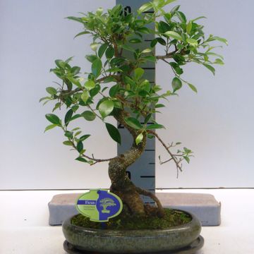 Ficus retusa