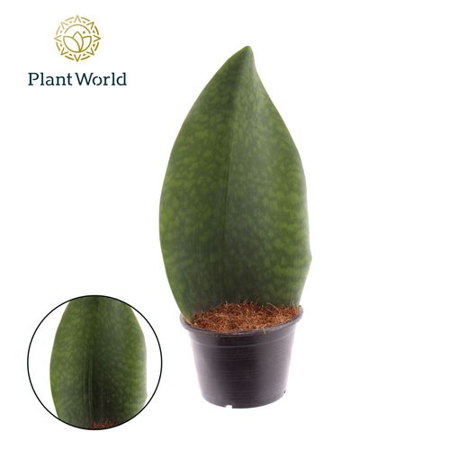 Sansevieria masoniana 'Whale Fin'