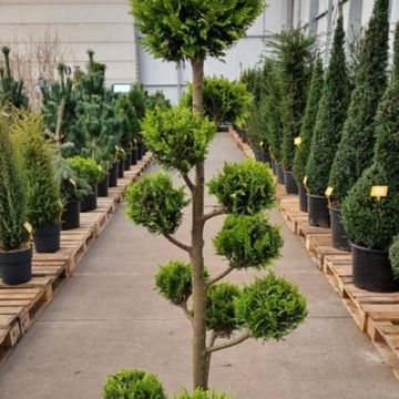 Chamaecyparis lawsoniana 'Ivonne'