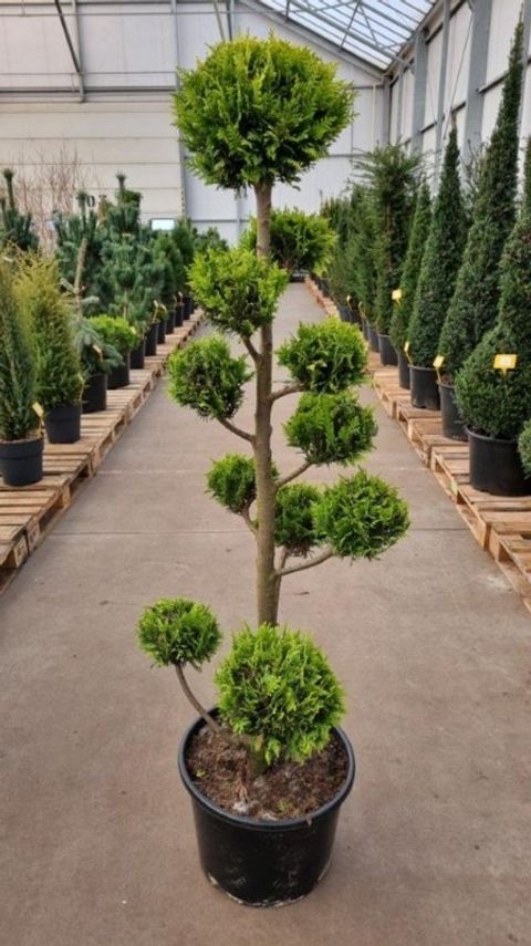Chamaecyparis lawsoniana 'Ivonne'
