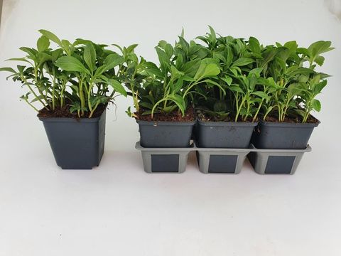 Pachysandra terminalis 'Green Carpet'