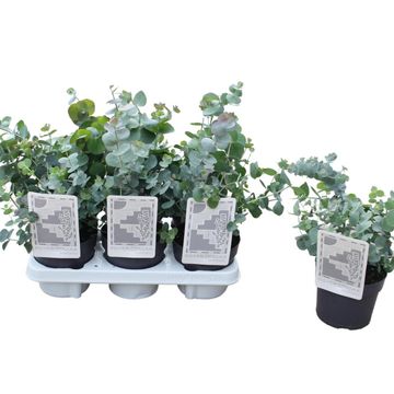 Eucalyptus cinerea 'Silver Dollar'