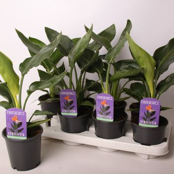 Strelitzia reginae