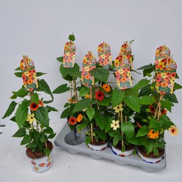 Thunbergia alata MIX IN POT