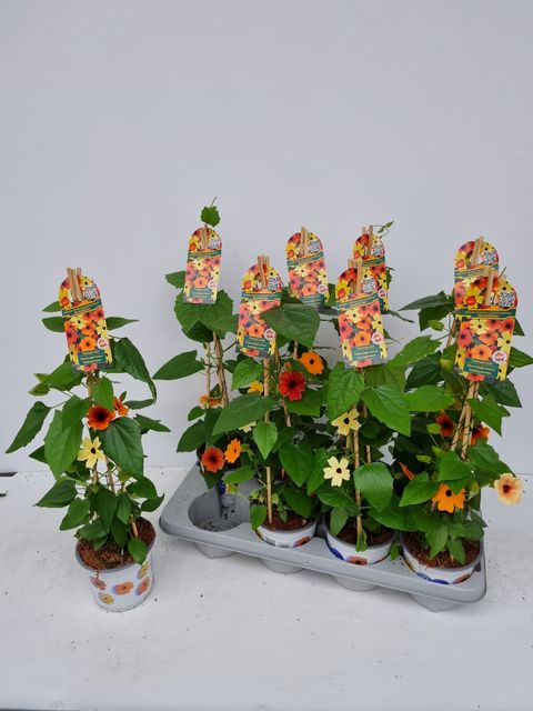 Thunbergia alata MIX IN POT