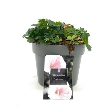 Geranium sanguineum striatum