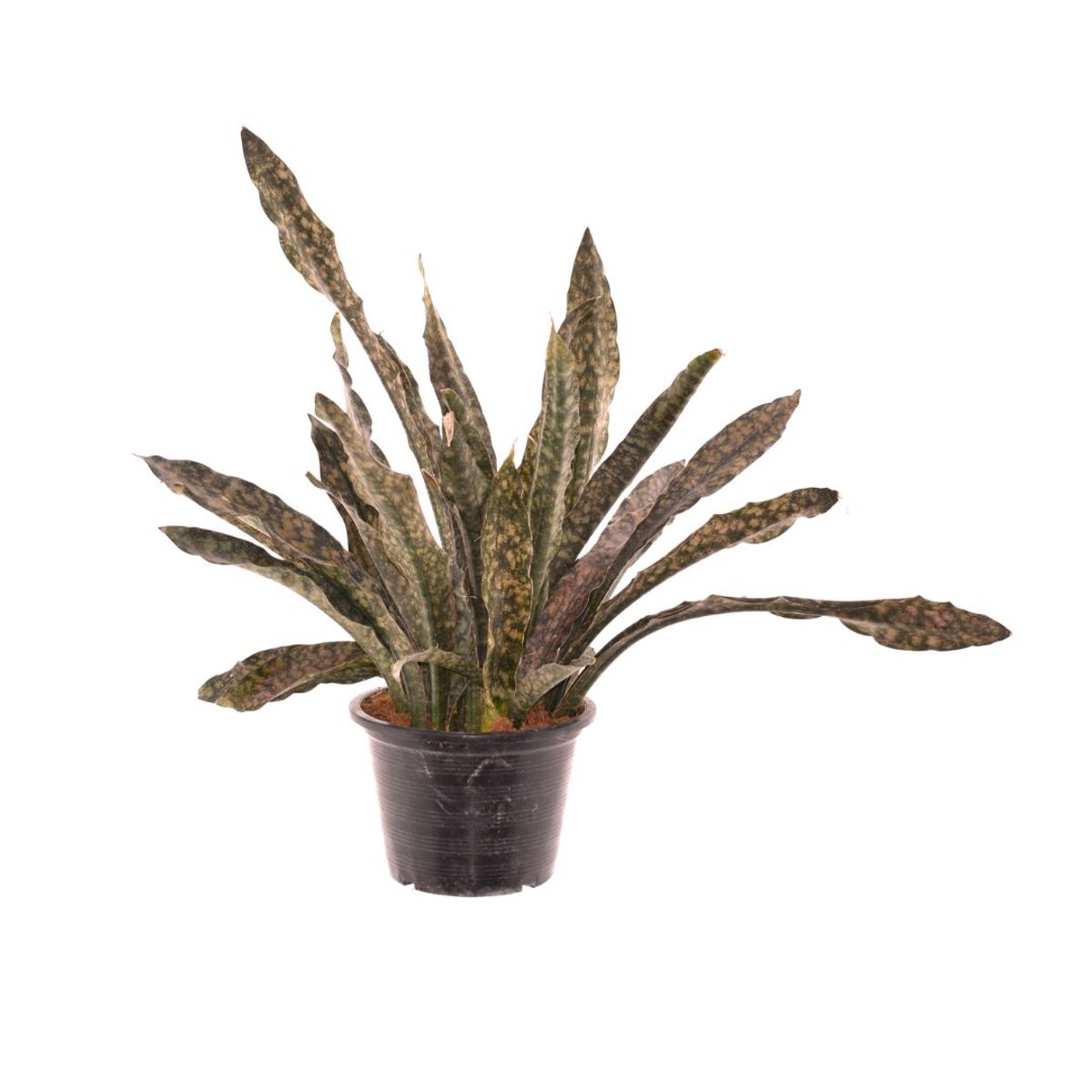 Sansevieria kirkii 'Coppertone'  Plant Wholesale FlorAccess