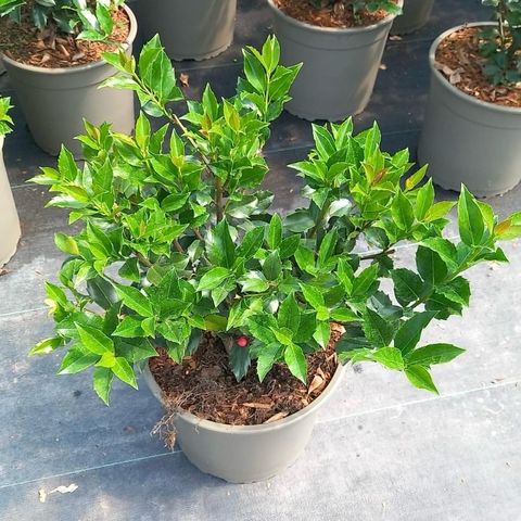thuja articulata Thuja Fluffy&reg; – Park Seed