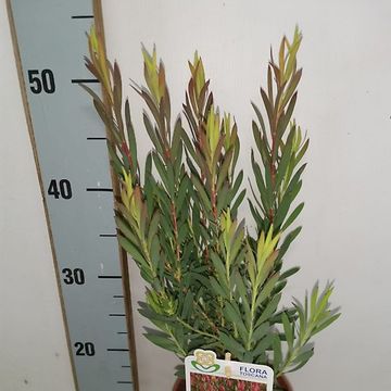Leucadendron 'Harlequin'