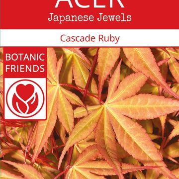 Acer palmatum CASCADE RUBY