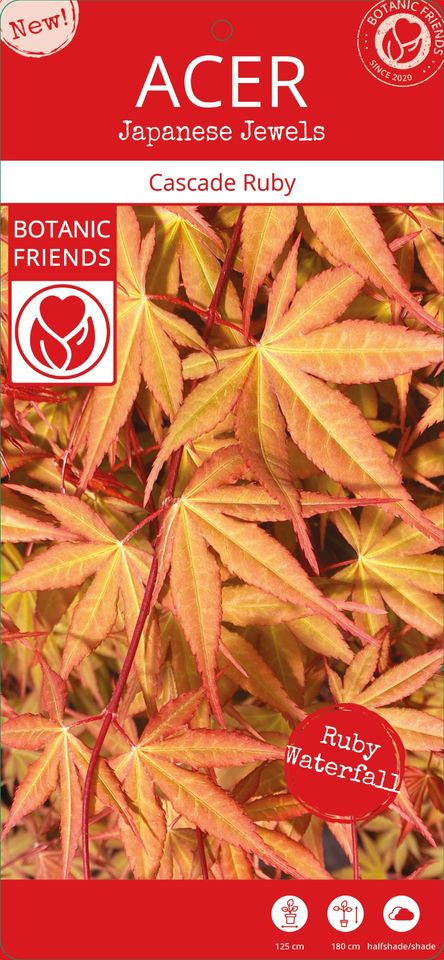 Acer palmatum CASCADE RUBY — Pflanzengroßhandel FlorAccess