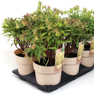 Euphorbia 'Ascot Rainbow'