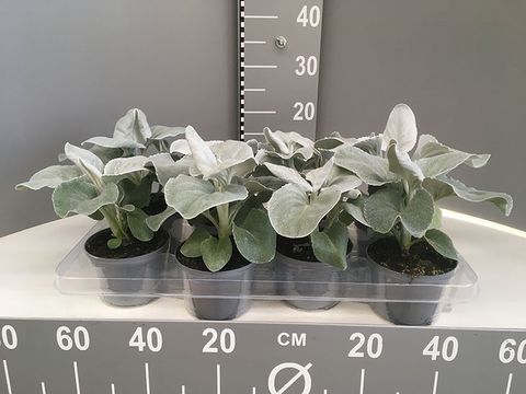 Senecio candicans