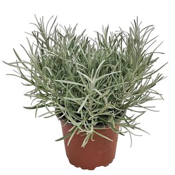 Helichrysum italicum 'Tall Curry'