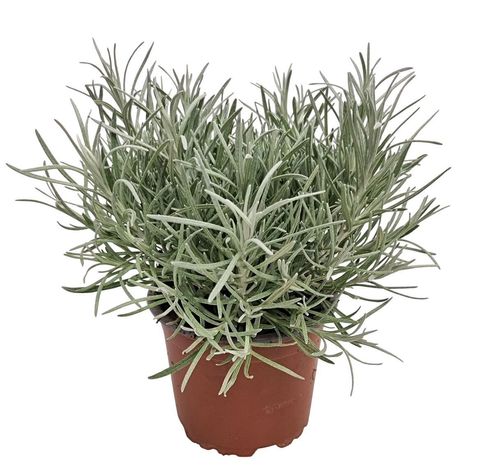 Helichrysum italicum 'Tall Curry'
