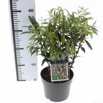 Sarcococca hookeriana PURPLE GEM