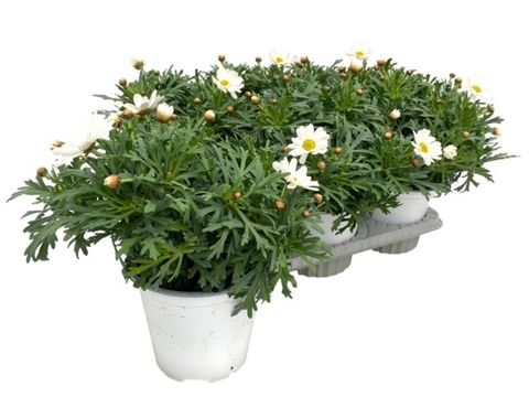 Argyranthemum frutescens