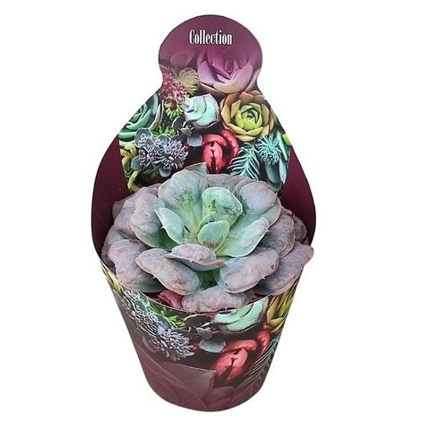 Echeveria 'Raindrops'