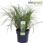 Miscanthus sinensis 'Strictus Dwarf'