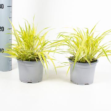 Hakonechloa macra 'Aureola'