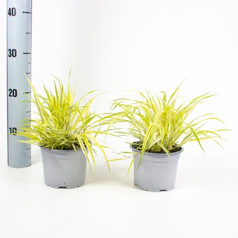 Hakonechloa macra 'Aureola'