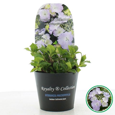 Hydrangea macrophylla ROYALTY COLLECTION ANGEL WINGS BLUE