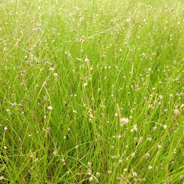 Eleocharis acicularis