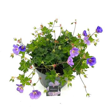 Geranium ROZANNE