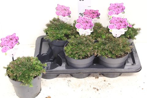 Agastache 'Blue Fortune'