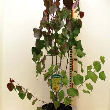 Cercidiphyllum japonicum