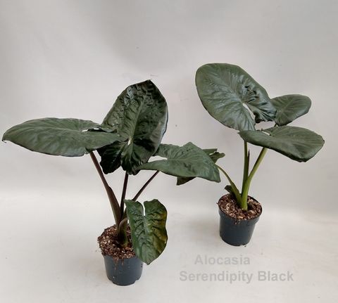 Alocasia 'Serendipity Black'