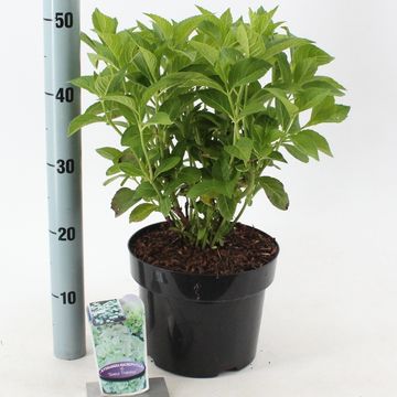 Hydrangea macrophylla 'Schneeball'