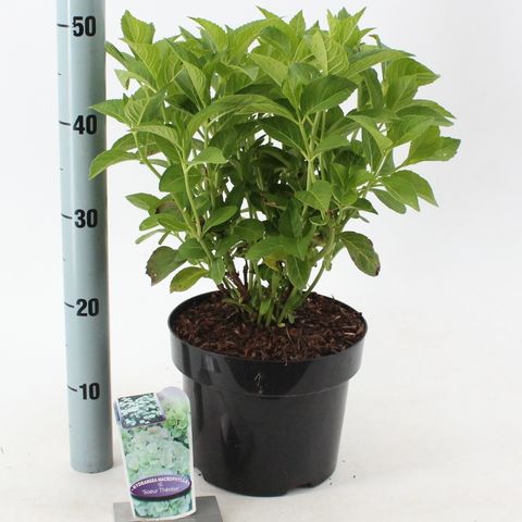 Hydrangea macrophylla 'Schneeball'