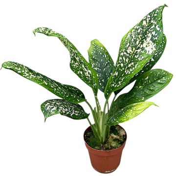 Dieffenbachia 'Spoon'