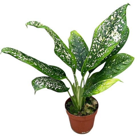 Dieffenbachia 'Spoon'