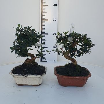 Olea europaea sylvestris