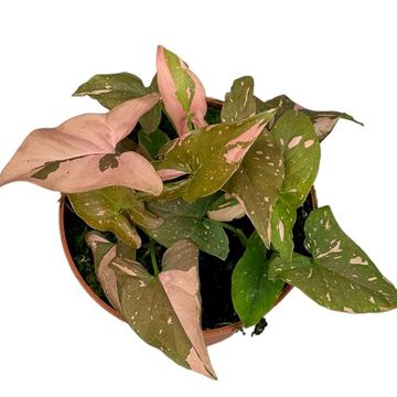 Syngonium podophyllum 'Red Spot'