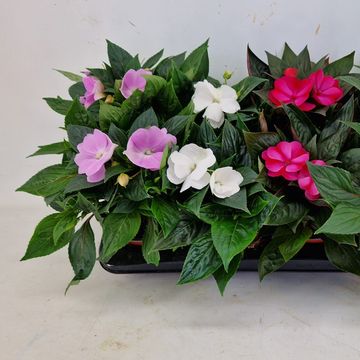 Impatiens NEW GUINEA MIX