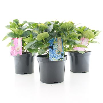 Hydrangea macrophylla MIX