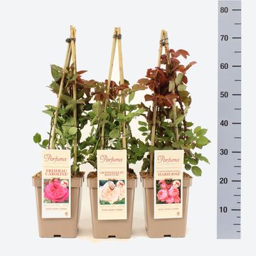 Rosa FRAGRANT ROSES MIX